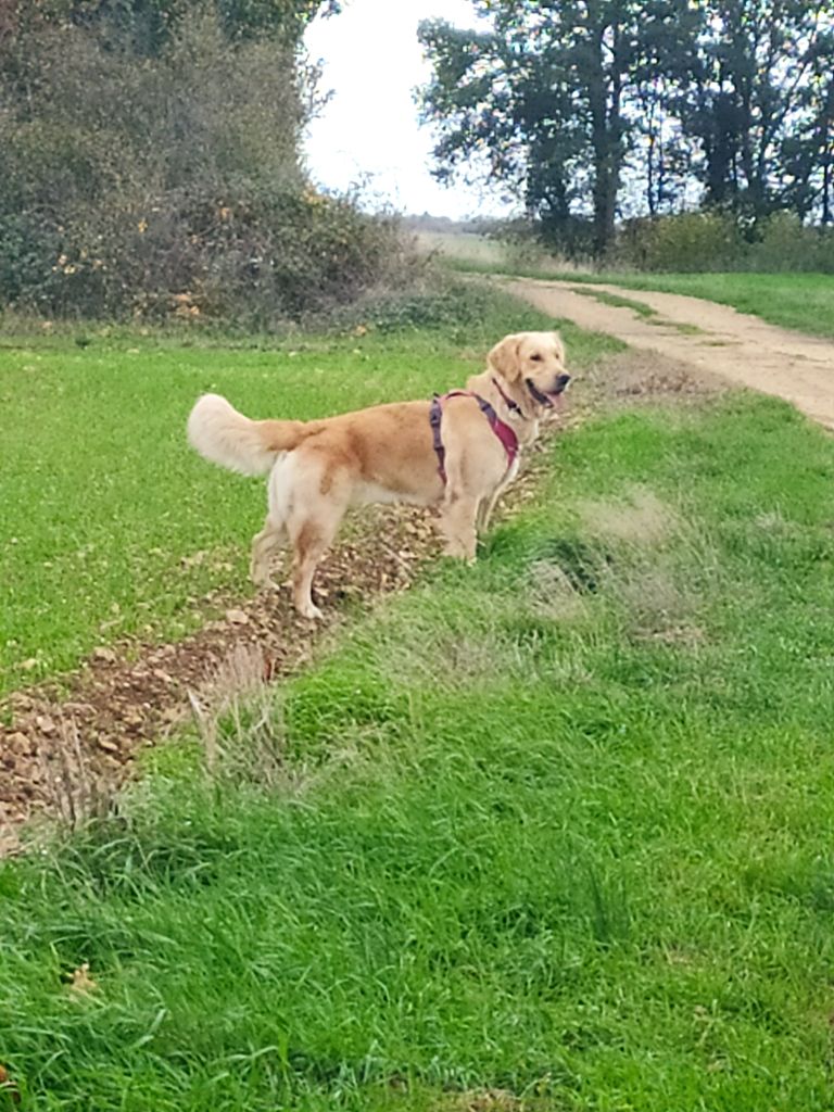 Phidjie Des Légendes de Valenjoy