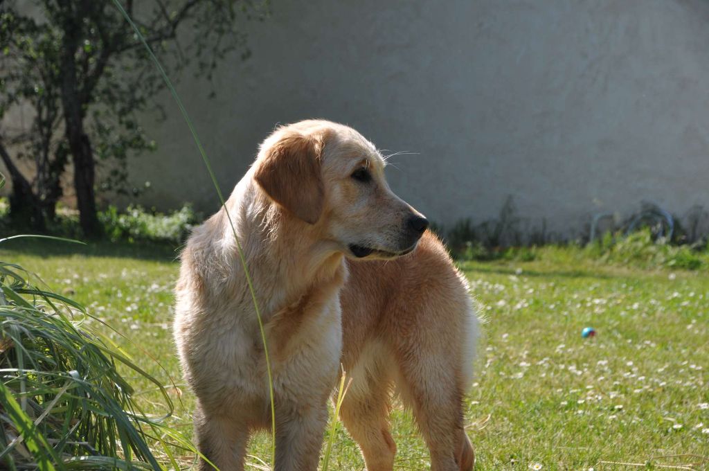 Phidjie Des Légendes de Valenjoy