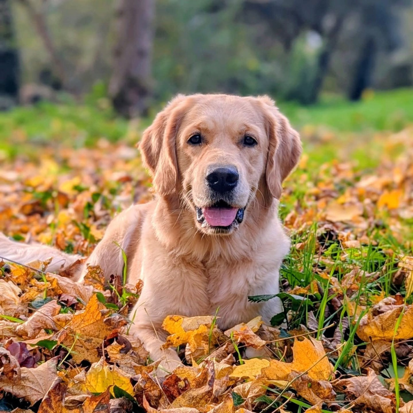 Vénus Du Clos De La Roseliere