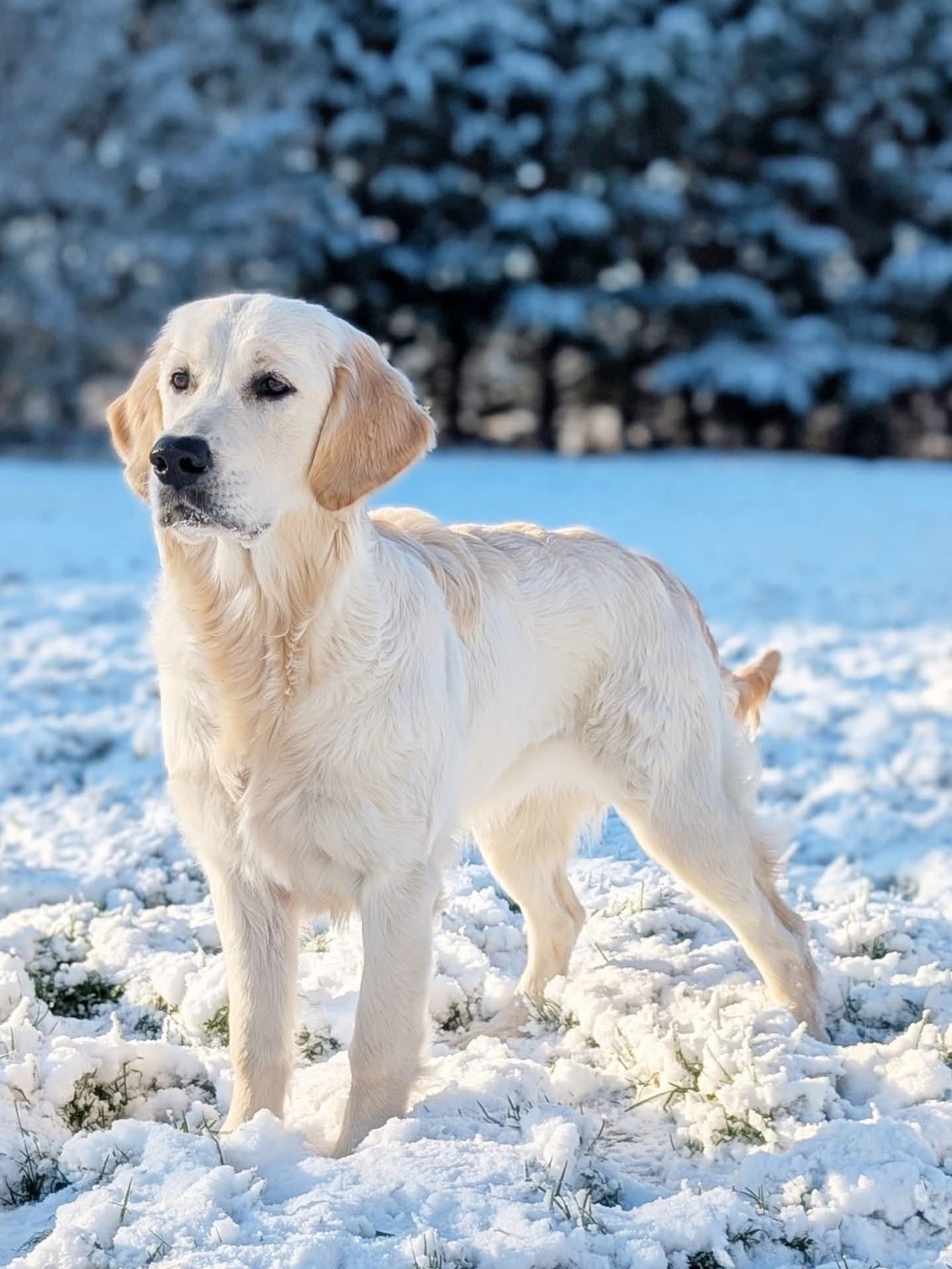 Alaska Du Clos De La Roseliere
