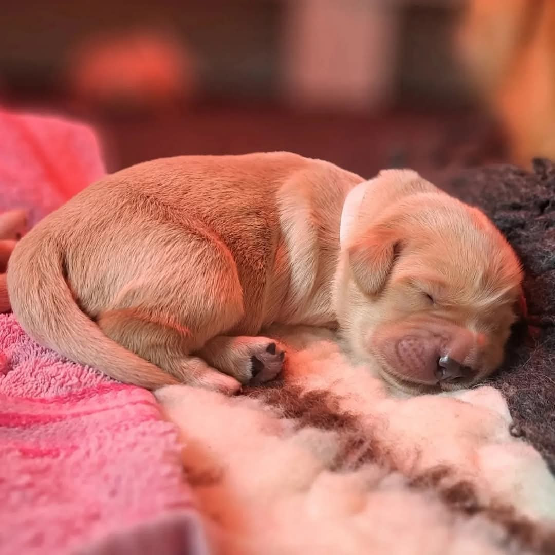 Vénus Du Clos de la Roselière