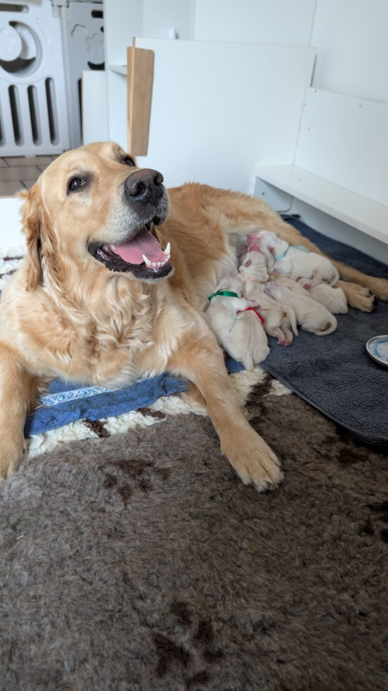 chiots 2025 Toundra Du Clos de la Roselière x Arilis Line Open Heart dit Léo